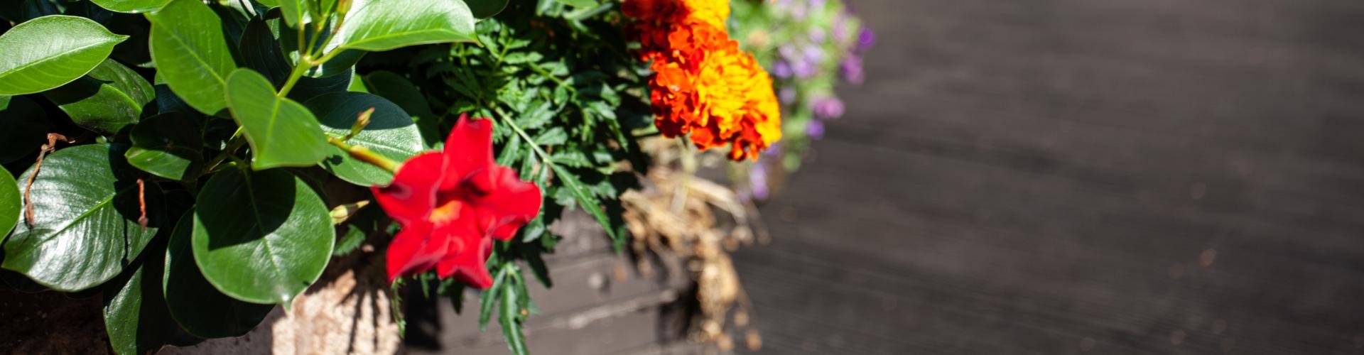 New-House - Projekt Willa Diamentowa i jej warianty