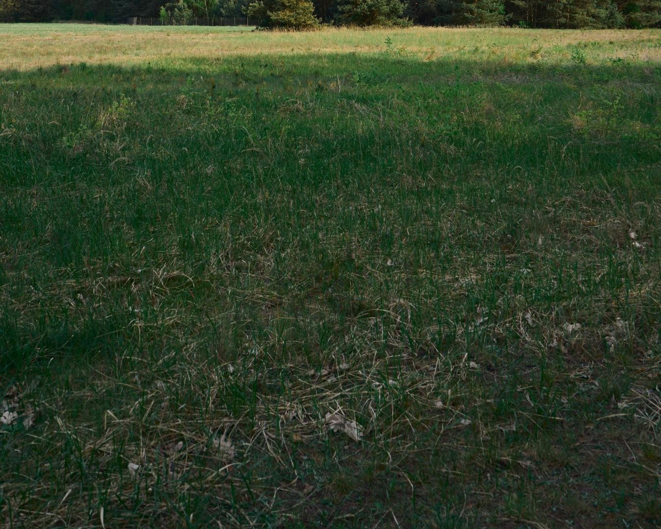 Zielone dachy i ich wpływ na środowisko