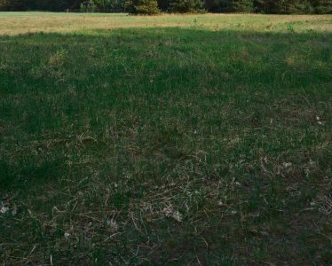 Zielone dachy i ich wpływ na środowisko